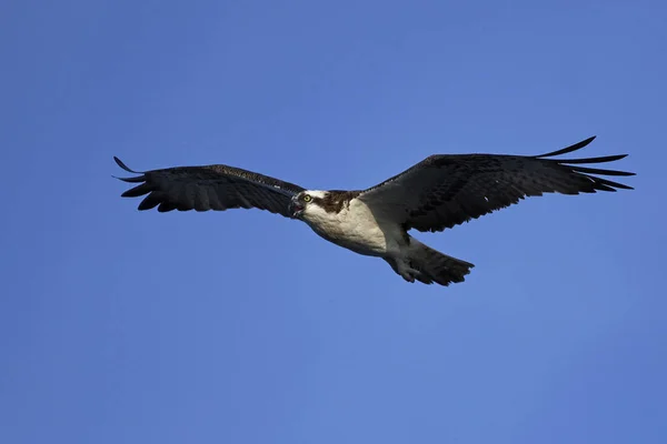 Osprey Voo Seu Habitat Natural — Fotografia de Stock