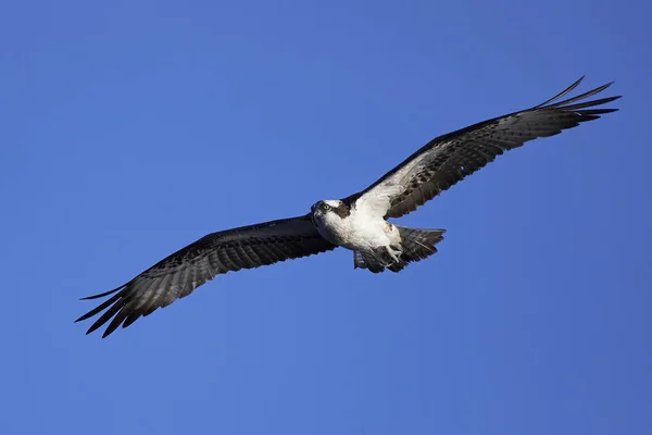 Osprey Voo Seu Habitat Natural — Fotografia de Stock