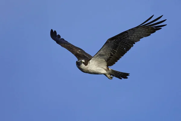 Osprey Під Час Польоту Його Природному Середовищі Існування — стокове фото