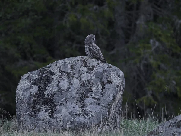 Grand Duc Gris Dans Son Habitat Naturel Suède — Photo