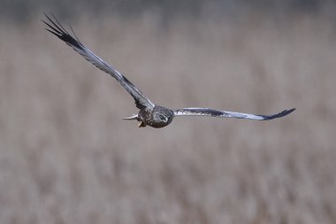 Binturongun doğal yaşam ortamı içinde Batı marsh harrier
