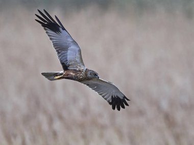 Binturongun doğal yaşam ortamı içinde Batı marsh harrier