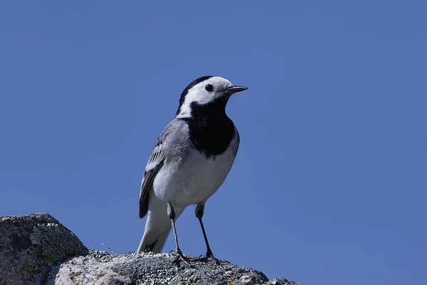 Wagtail Blanco Hábitat Natural Escandinavia —  Fotos de Stock