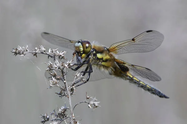 Four Spotted Chaser Its Natural Habitat Denmark — Stock Photo, Image
