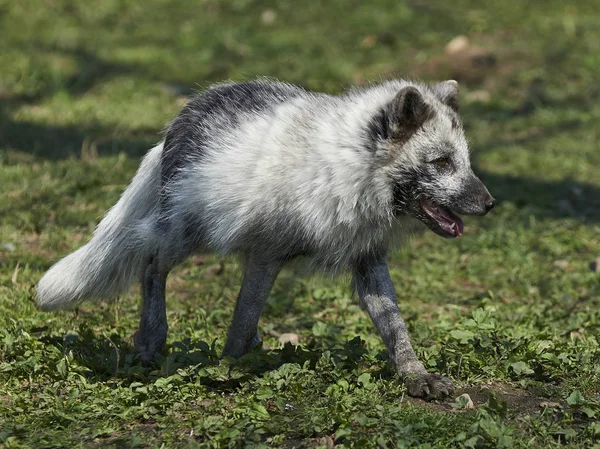 Renard Arctique Dans Son Habitat Naturel Été — Photo