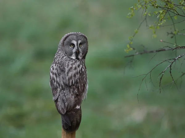 Grand Duc Gris Dans Son Habitat Naturel Suède — Photo