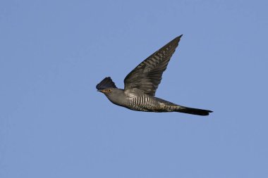 Bayağı guguk içindeki doğal yaşam Danimarka