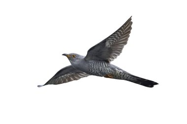 Common cuckoo in it natural habitat in Denmark clipart