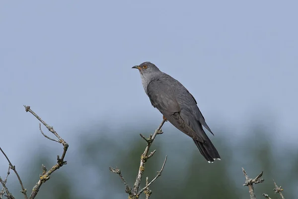 Kuckuck Seinem Natürlichen Lebensraum Dänemark — Stockfoto