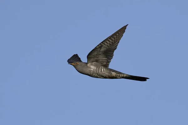 Coucou Commun Dans Son Habitat Naturel Danemark — Photo