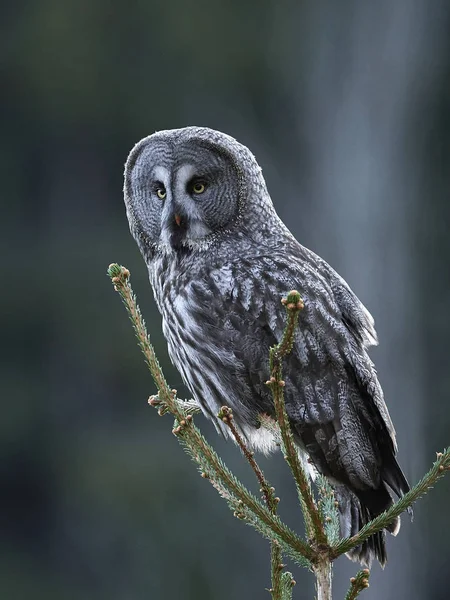 Grote Grijze Uil Zijn Natuurlijke Habitat Zweden — Stockfoto