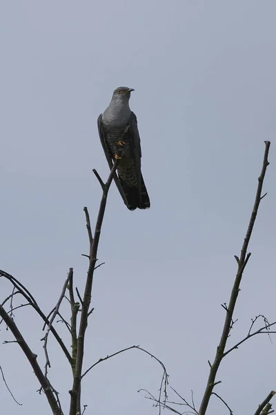 Common Cuckoo Natural Habitat Denmark — Stock Photo, Image