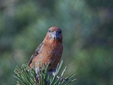 papağan çaprazgaga (Loxia pytyopsittacus)