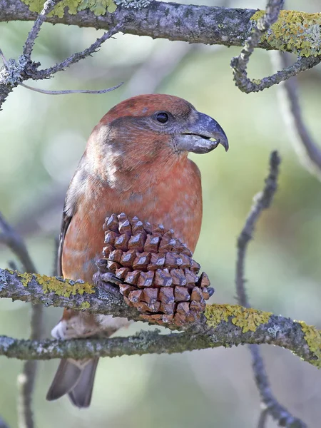 Parrot Crossbill Its Natural Habitat — Stock Photo, Image