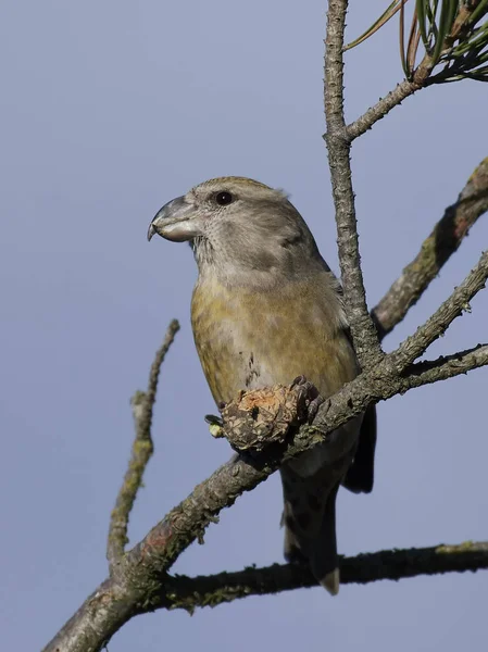 Parrot Crossbill Its Natural Habitat — Stock Photo, Image