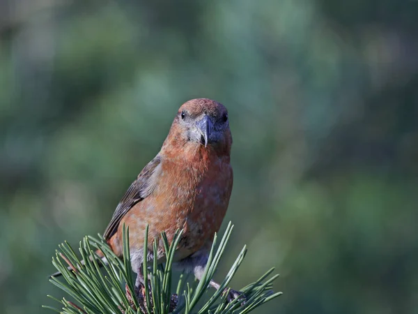 Parrot crossbill (Loxia pytyopsittacus) — Stock Photo, Image