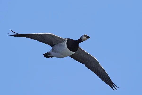 Barnacle Goose Flighe Blue Skies Background — Stock Photo, Image