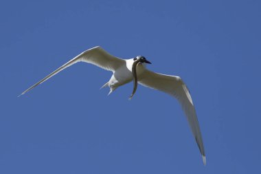 Sandviç kabuğu Danimarka 'daki doğal ortamında.