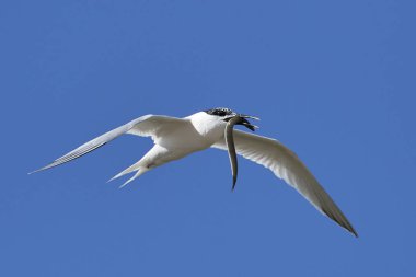 Sandviç kabuğu Danimarka 'daki doğal ortamında.