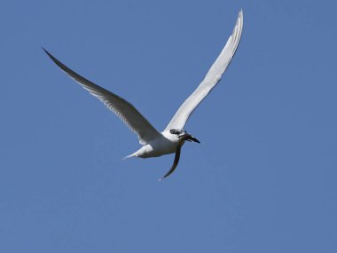 Sandviç kabuğu Danimarka 'daki doğal ortamında.