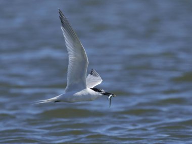 Sandviç kabuğu Danimarka 'daki doğal ortamında.