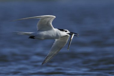 Sandviç kabuğu Danimarka 'daki doğal ortamında.