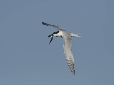Sandviç kabuğu Danimarka 'daki doğal ortamında.