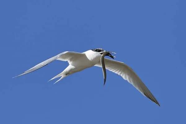 Sandwich Tern Its Natural Habitat Denmark — Stock Photo, Image