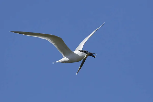 Sandwich Tern Sin Naturliga Miljö Danmark — Stockfoto