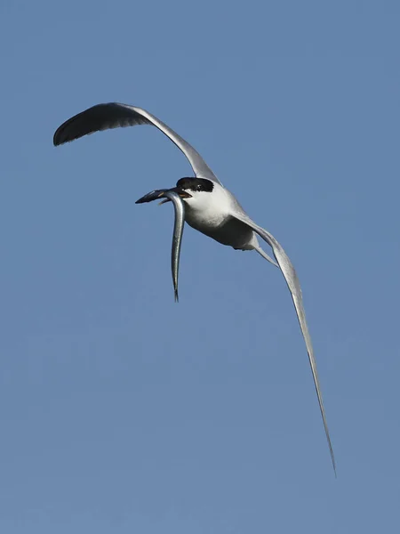 Sandwich Tern Sin Naturliga Miljö Danmark — Stockfoto