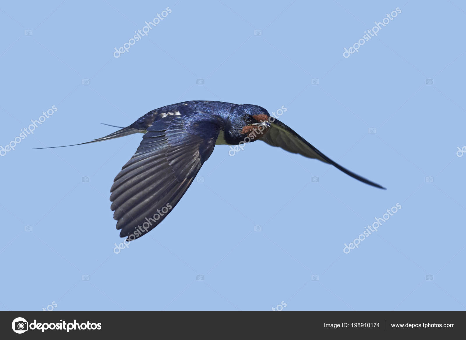 Barn Swallow Its Natural Habitat Denmark Stock Photo