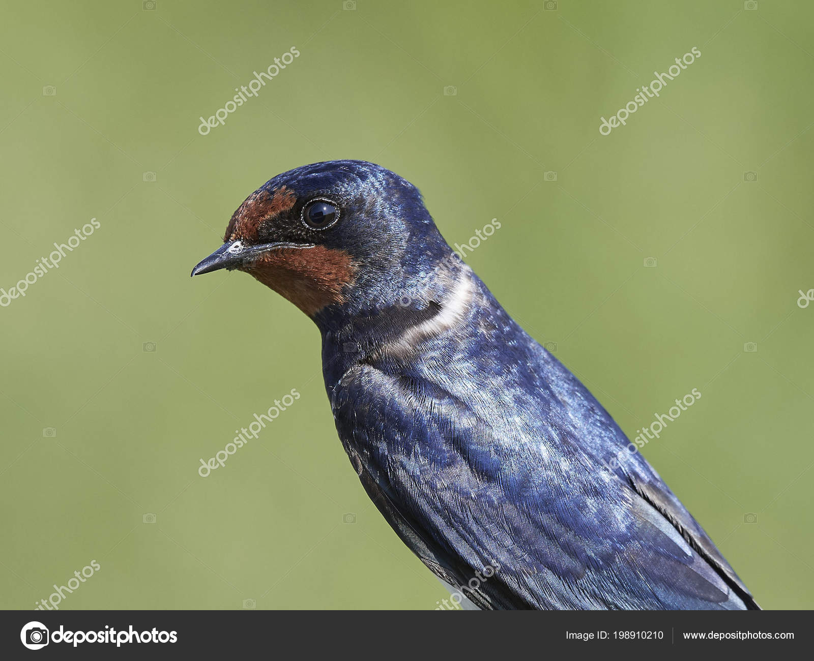 Barn Swallow Its Natural Habitat Denmark Stock Photo
