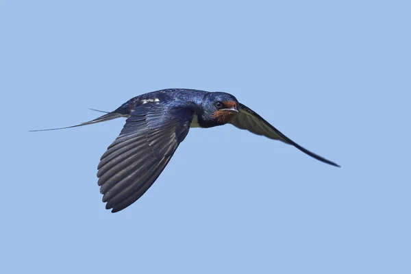 Boerenzwaluw Zijn Natuurlijke Habitat Denemarken — Stockfoto