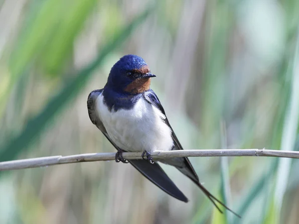 Barn Swallow Its Natural Habitat Denmark — Stock Photo, Image