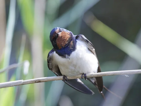 Hirondelle Rustique Dans Son Habitat Naturel Danemark — Photo