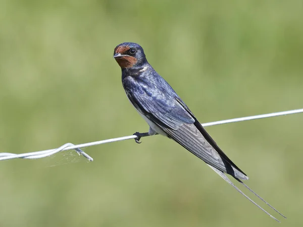 Hirondelle Rustique Dans Son Habitat Naturel Danemark — Photo