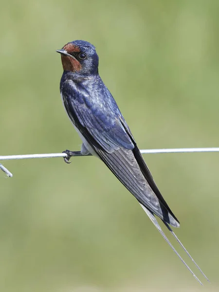 Hirondelle Rustique Dans Son Habitat Naturel Danemark — Photo