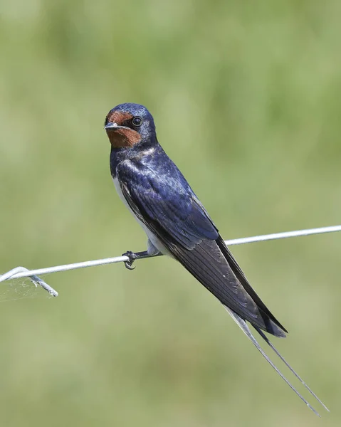 Schwalbe Ihrem Natürlichen Lebensraum Dänemark — Stockfoto