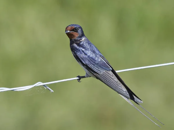 Barn Swallow Its Natural Habitat Denmark — Stock Photo, Image