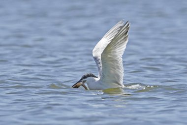 Sandviç kabuğu Danimarka 'daki doğal ortamında.