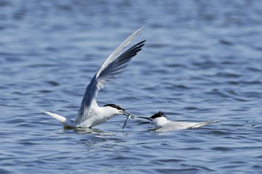 Sandviç kabuğu Danimarka 'daki doğal ortamında.