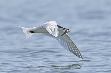 Sandviç kabuğu Danimarka 'daki doğal ortamında.