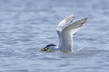 Sandviç kabuğu Danimarka 'daki doğal ortamında.