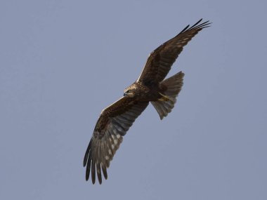 Bataklık bataklığı doğal ortamında uçuyor.