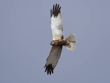 Bataklık bataklığı doğal ortamında uçuyor.
