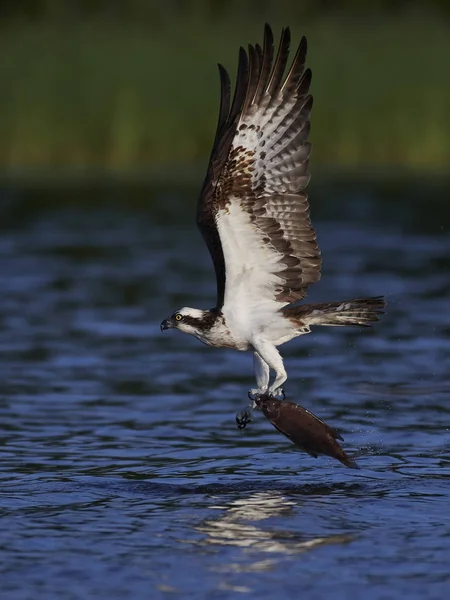 Osprey Vuelo Hábitat Natural —  Fotos de Stock