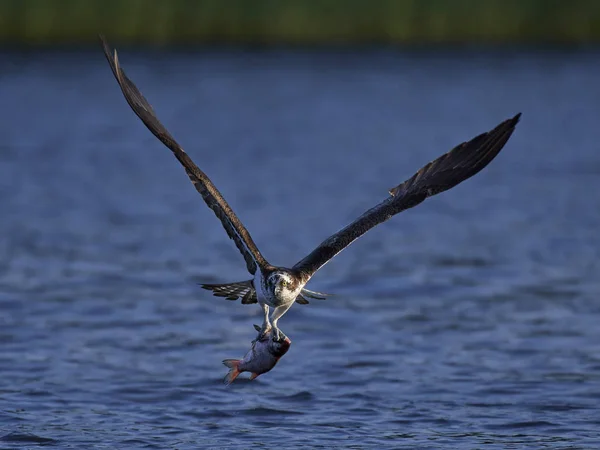 Osprey Voo Seu Habitat Natural — Fotografia de Stock