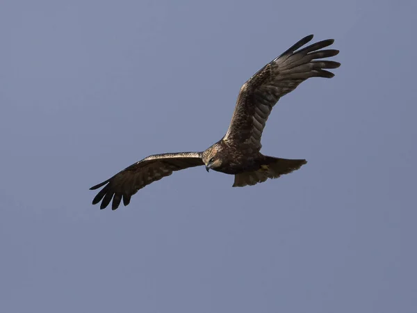 Rohrweihe Flug Ihrem Natürlichen Lebensraum — Stockfoto