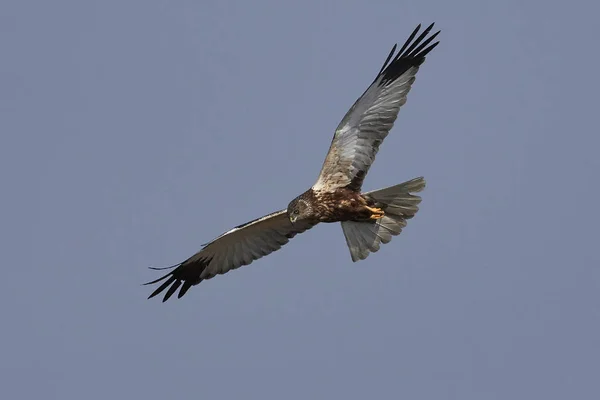 Harrier Des Marais Ouest Vol Dans Son Habitat Naturel — Photo