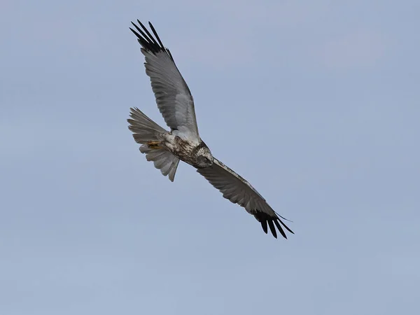 Western Marsh Harrier Flight Its Natural Habitat — Stock Photo, Image